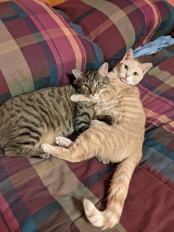 /Images/uploads/Congregation Beth Emeth/bethemeth/entries/17599thumb.jpg